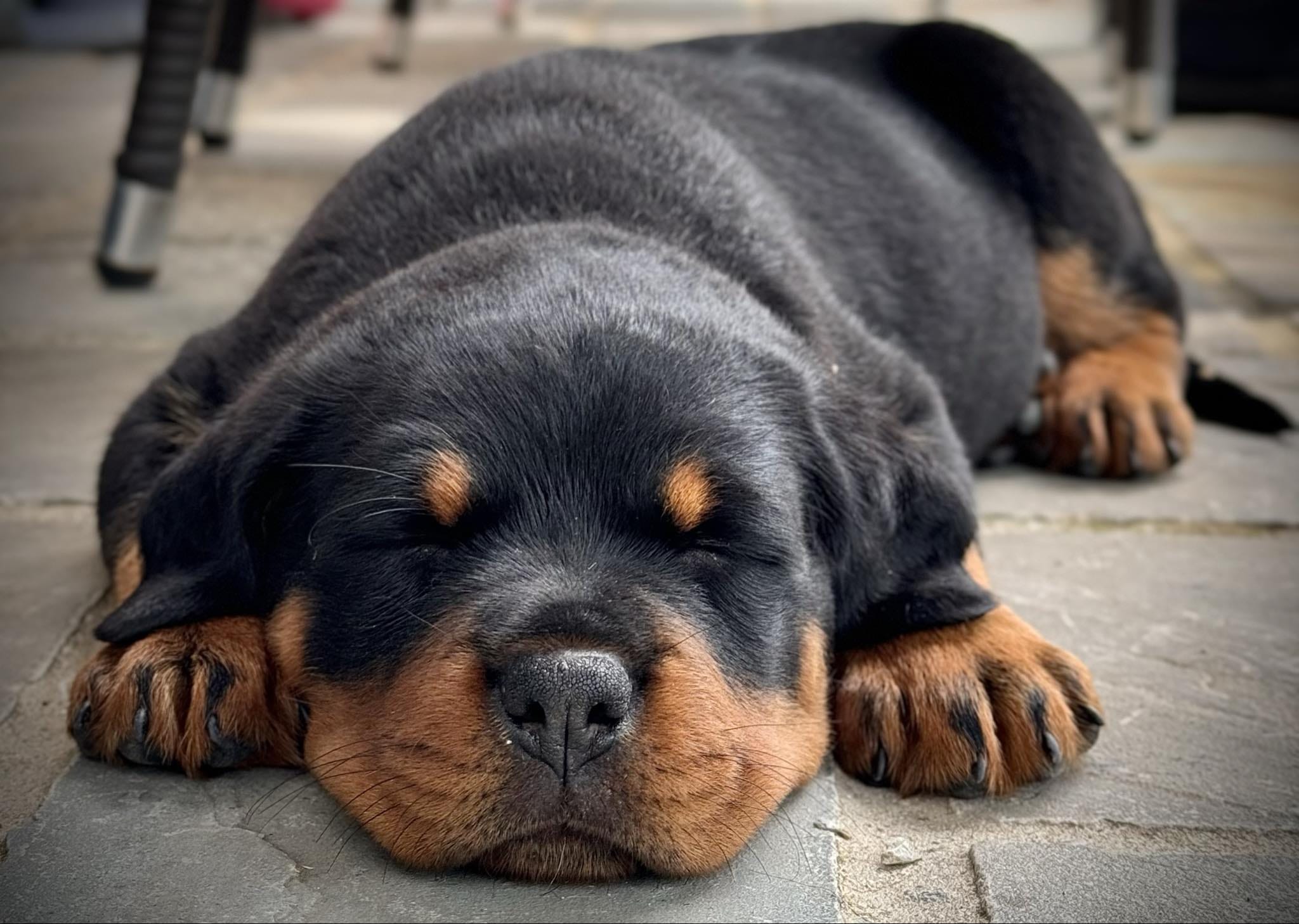 hond